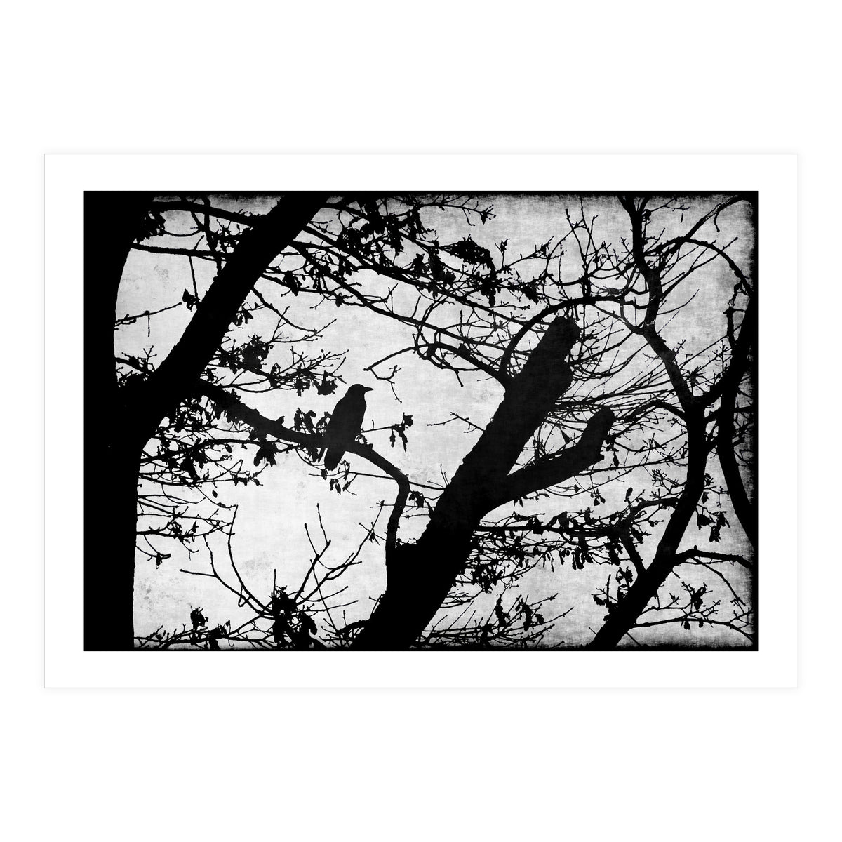 Black raven (Print Only)