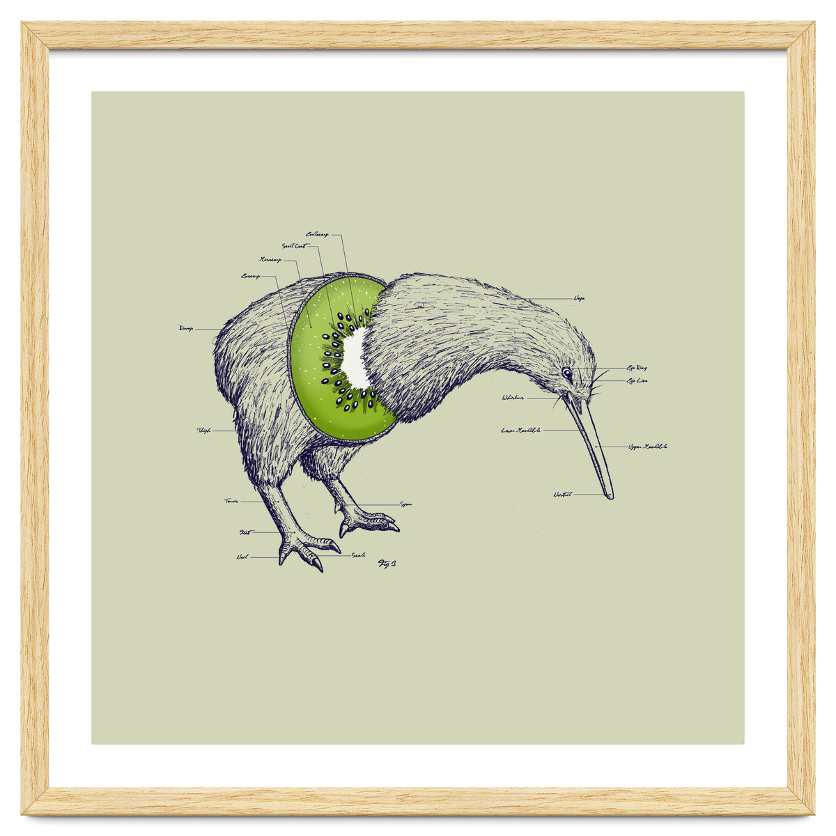 Kiwi Anatomy