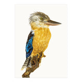 Cc Birds 07 (Print Only) thumbnail