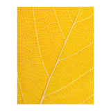 Autumn Leaf (Print Only) thumbnail