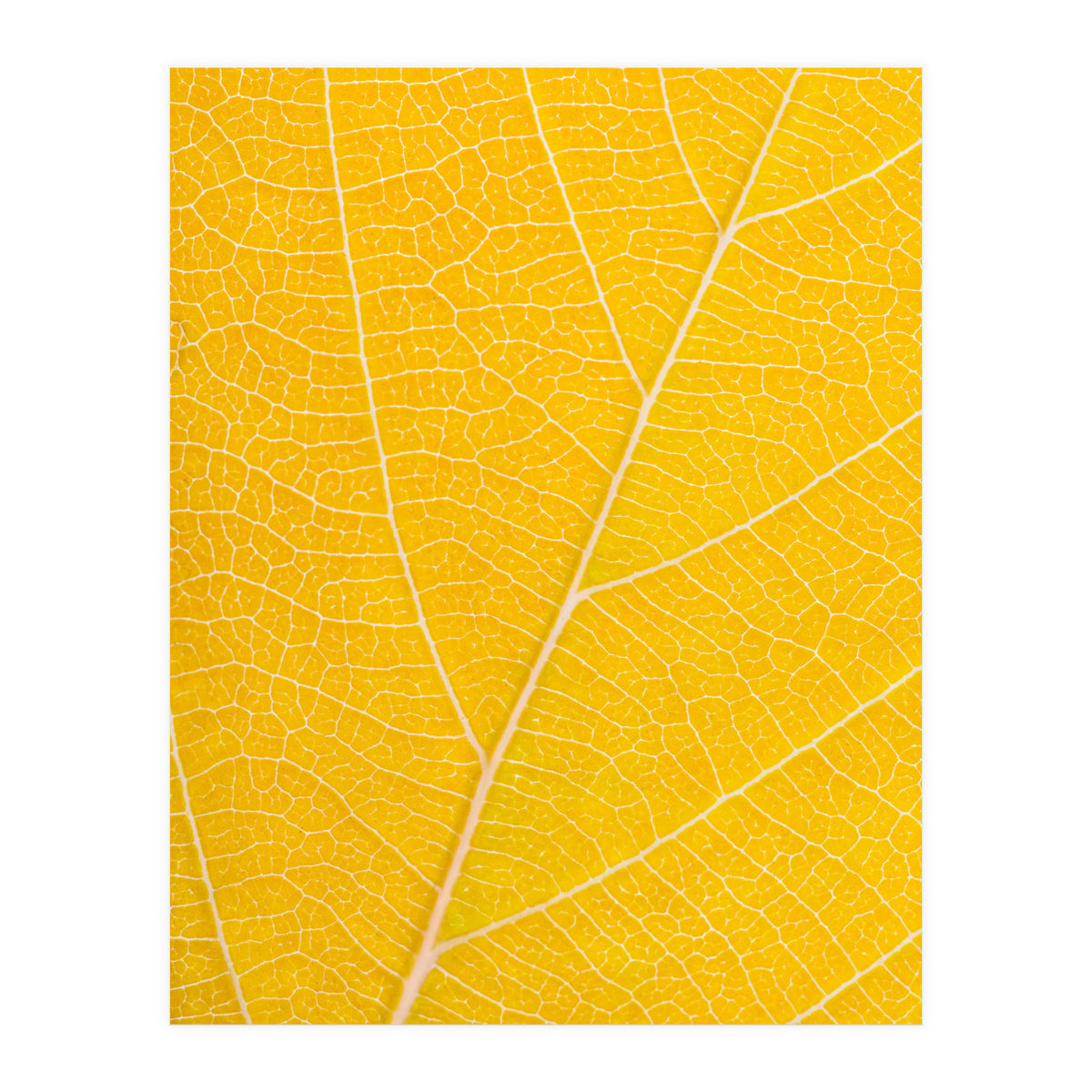 Autumn Leaf (Print Only)