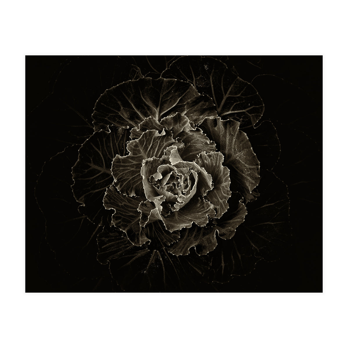 Backyard Flowers No 100 Sepia Version (Print Only)