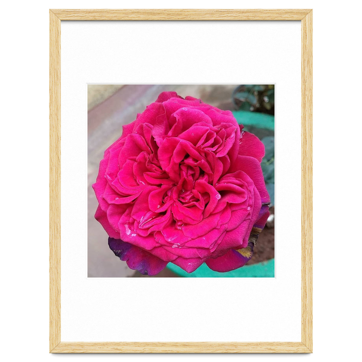 Beautiful Fragrant Rose