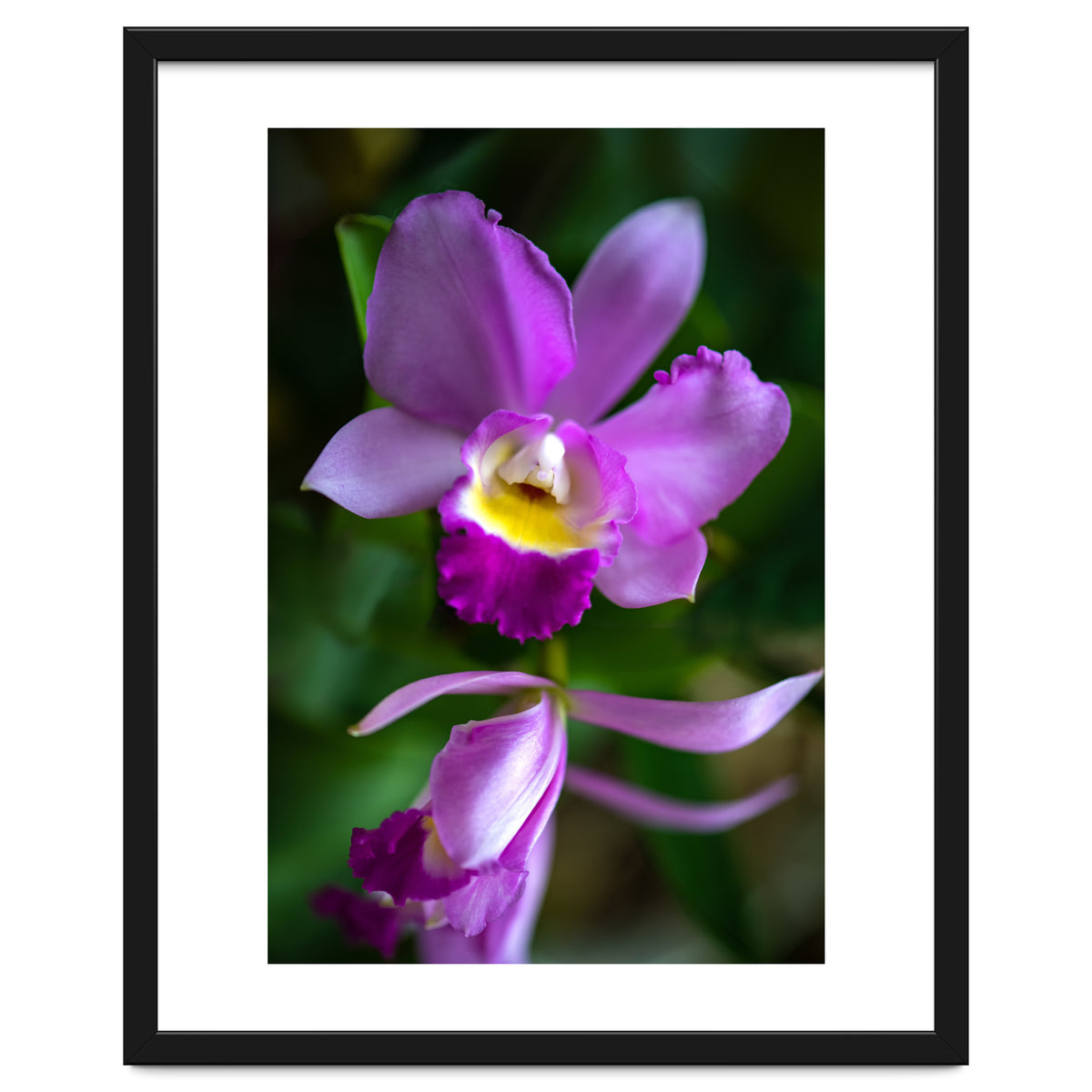 Cattleya Orchidee