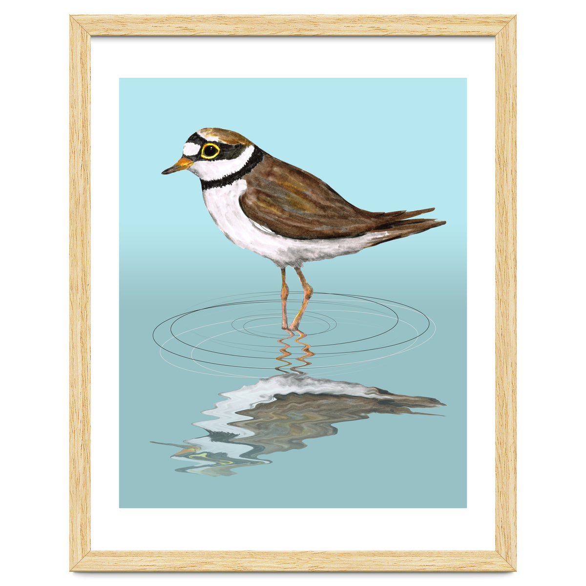 Little ringed  plover