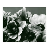 Anemone Flowers (Print Only) thumbnail