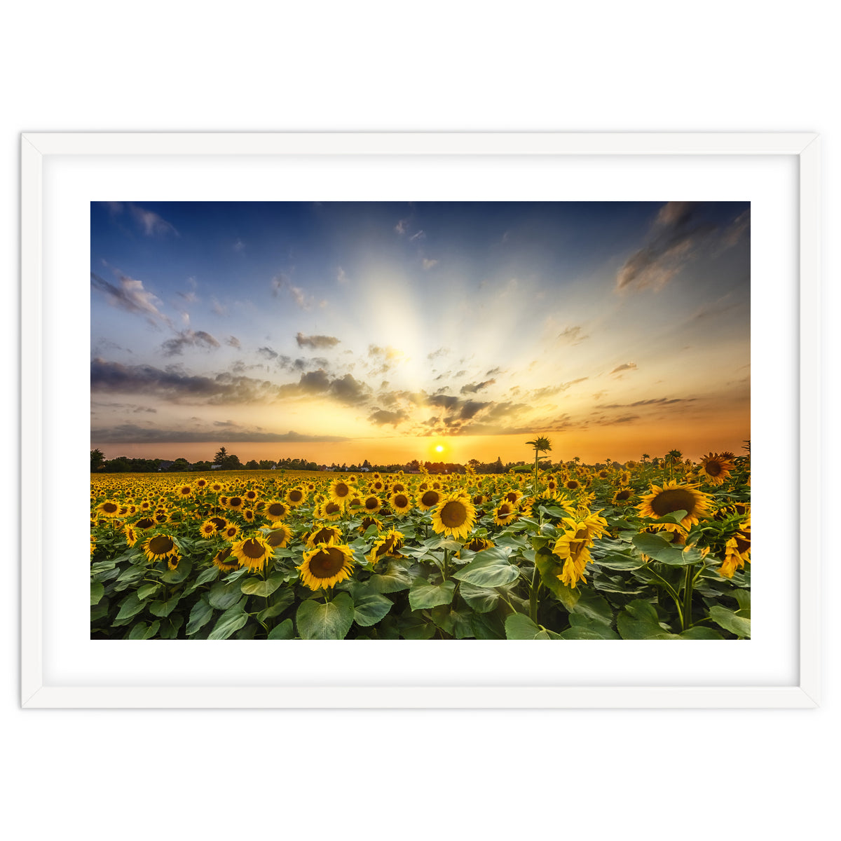 Sunflower field in the evening