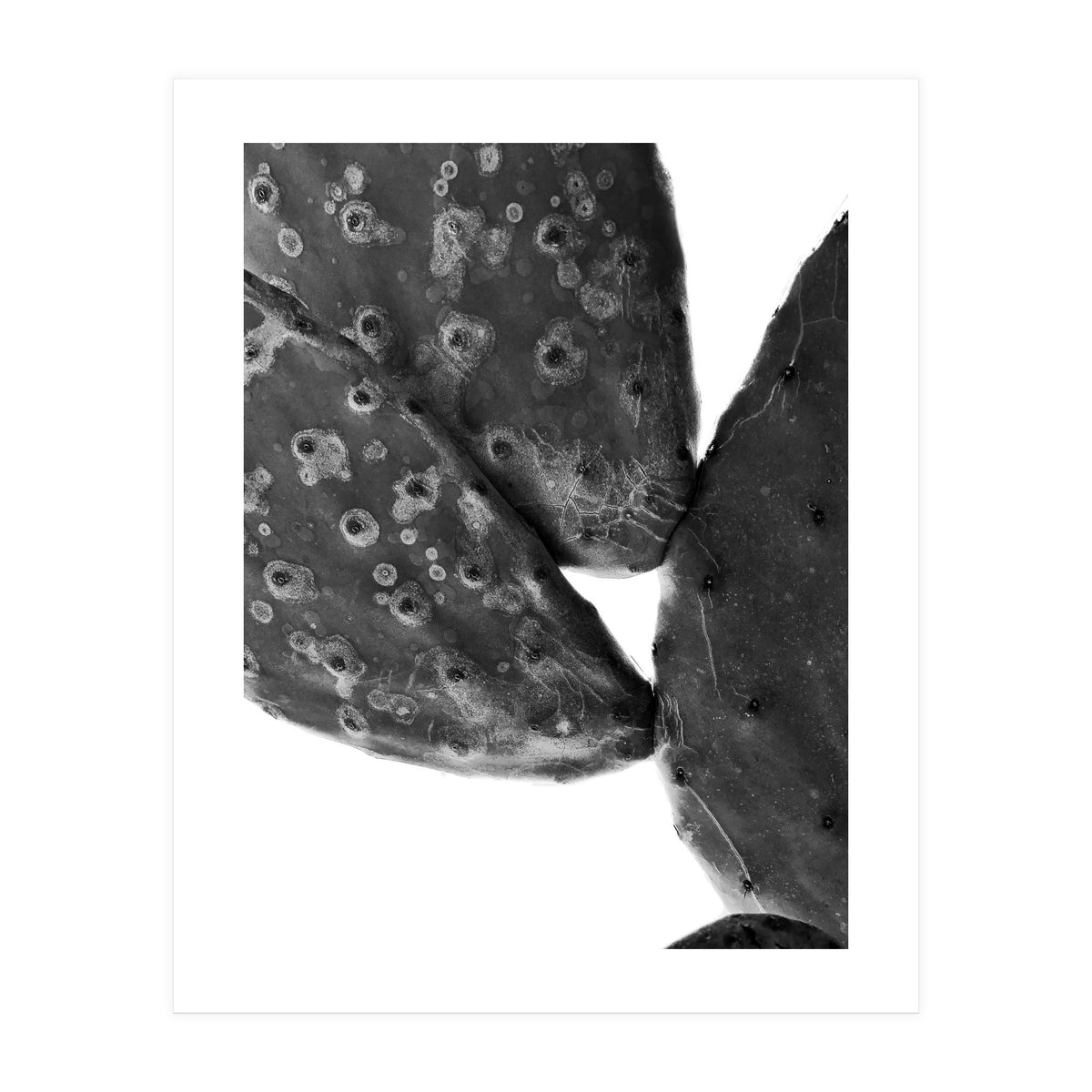 Black Cactus (Print Only)