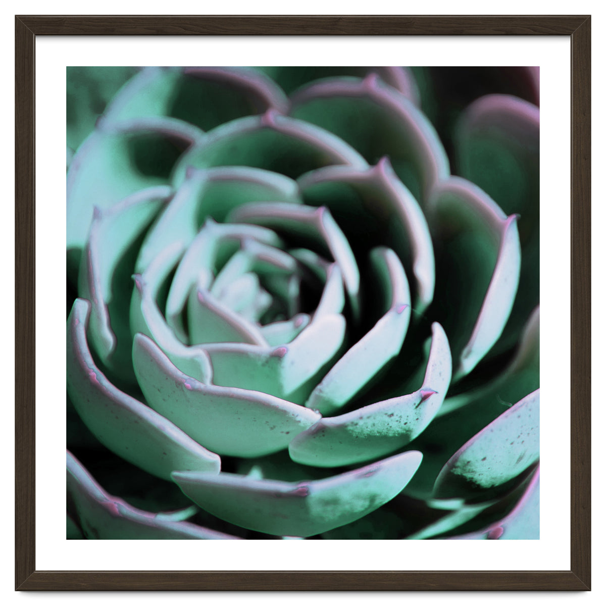 DARKSIDE OF SUCCULENTS III-A