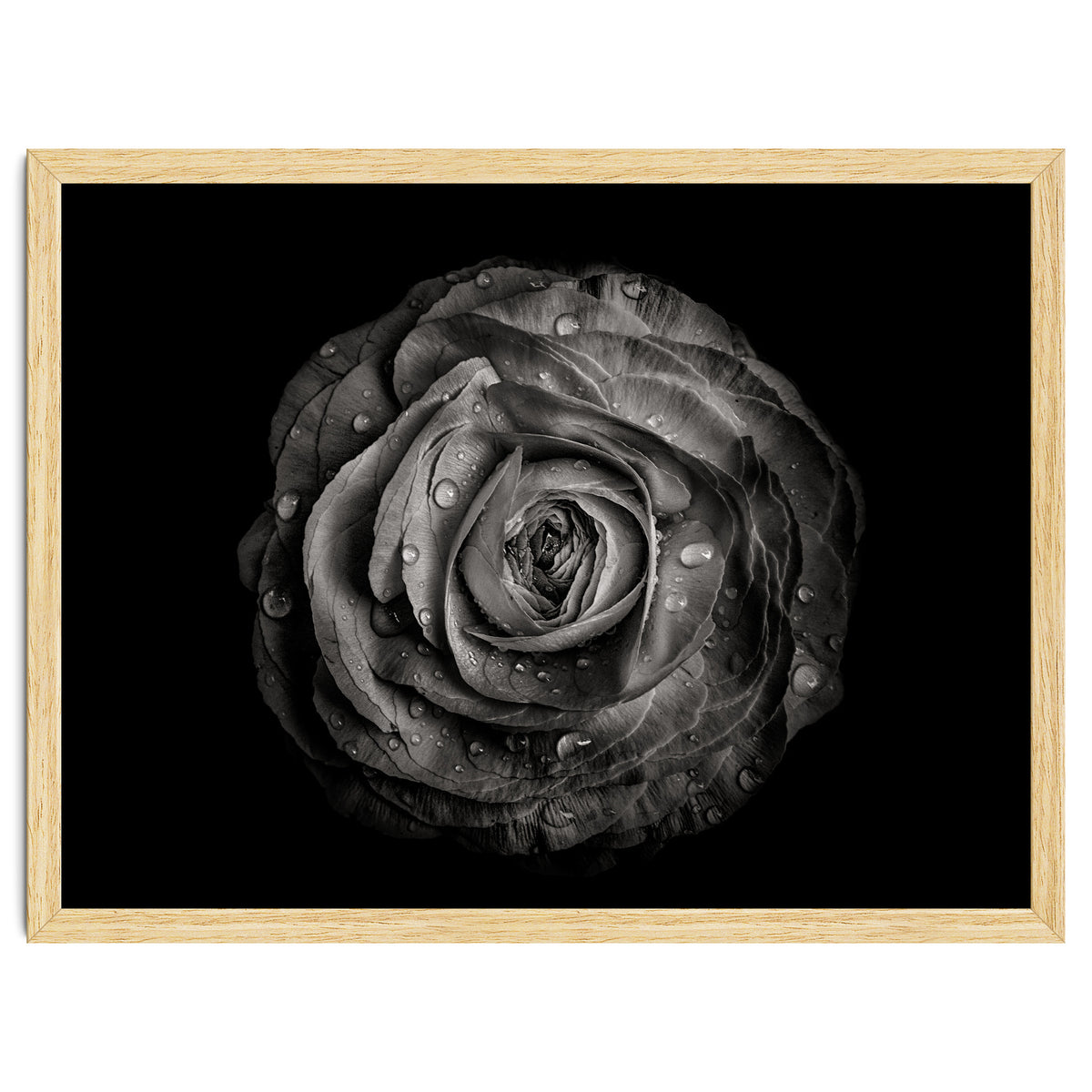 Backyard Flowers In Black And White 72