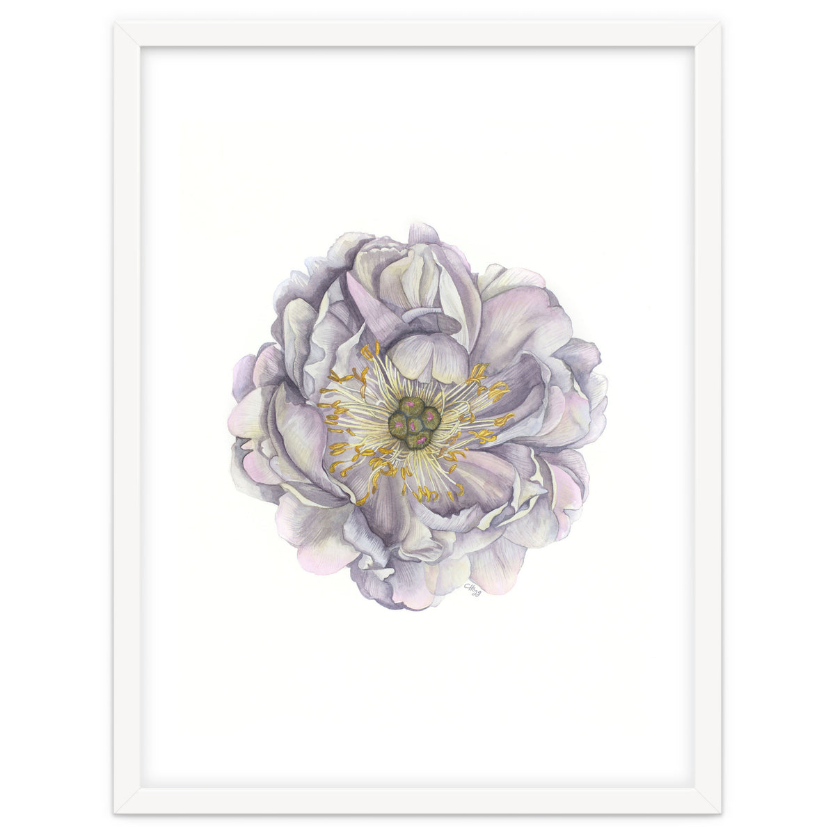 A Peony In Grey Std