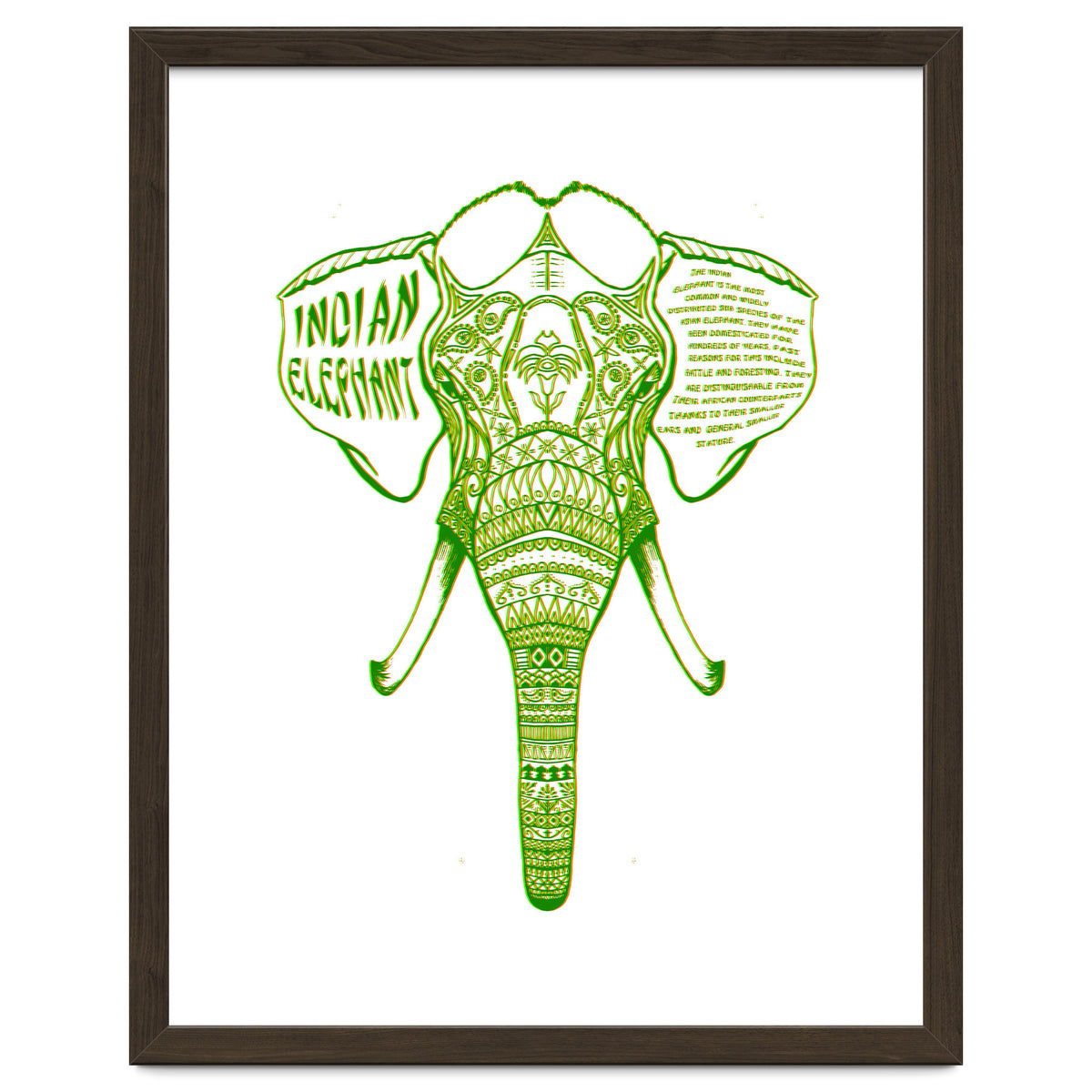 Indian Elephant