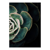 Darkside Of Succulents 4-B (Print Only) thumbnail