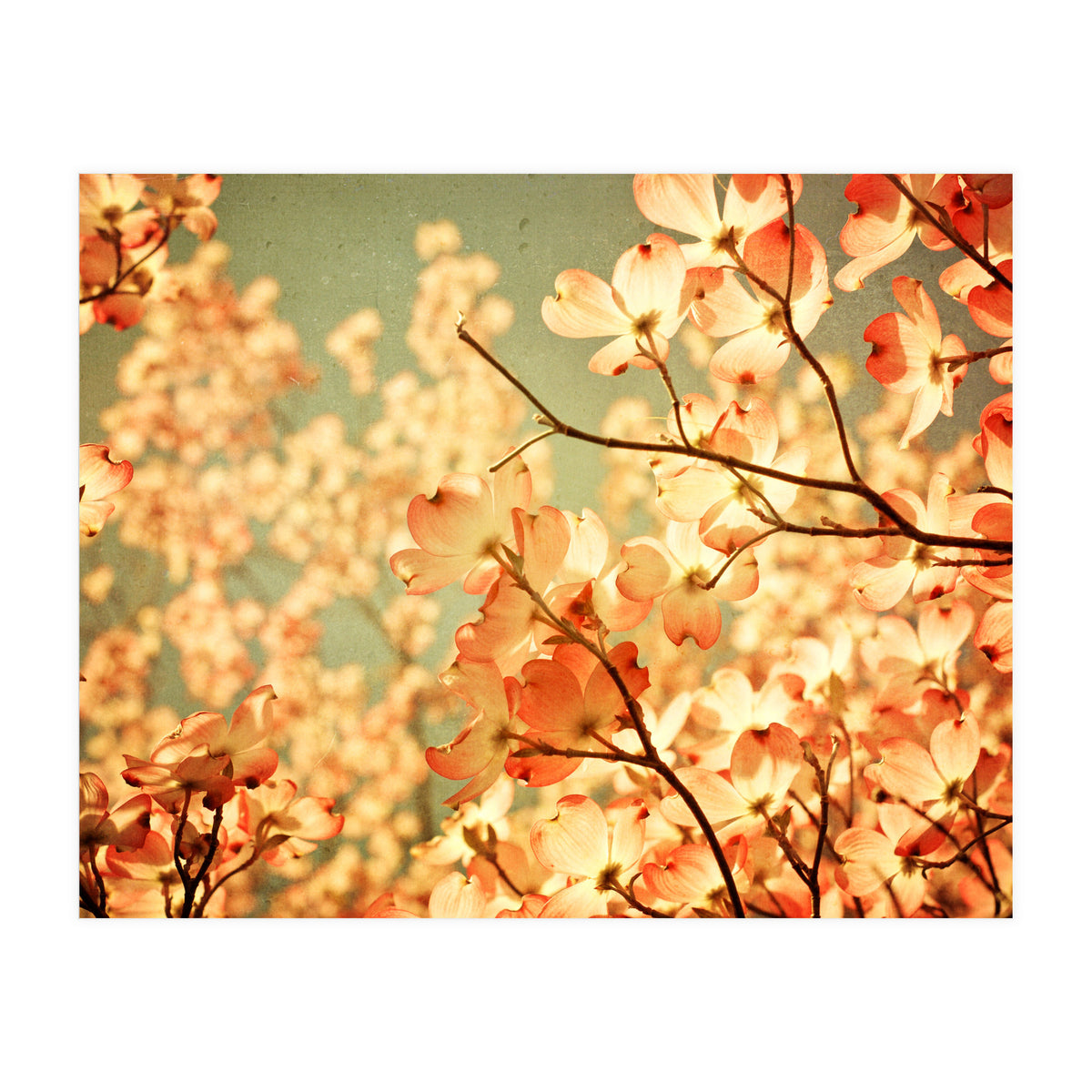 Vintage Pink (Print Only)