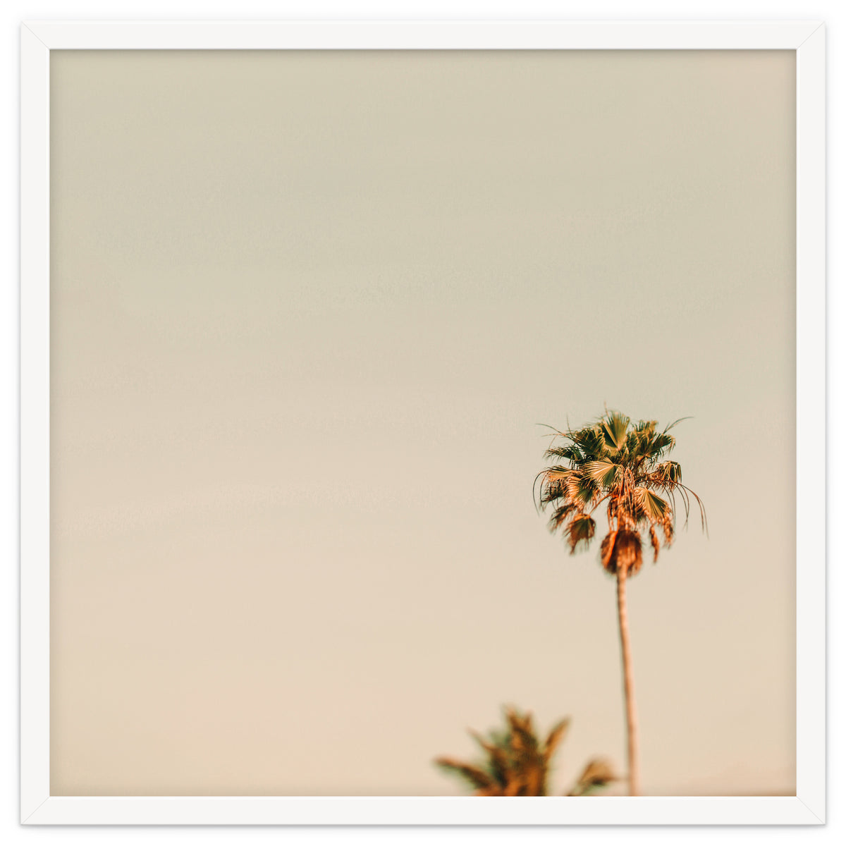 Minimal Palms