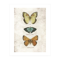 Butterflies V (Print Only)
