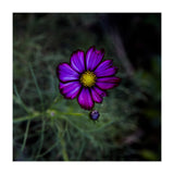 Floral autumn (Print Only) thumbnail
