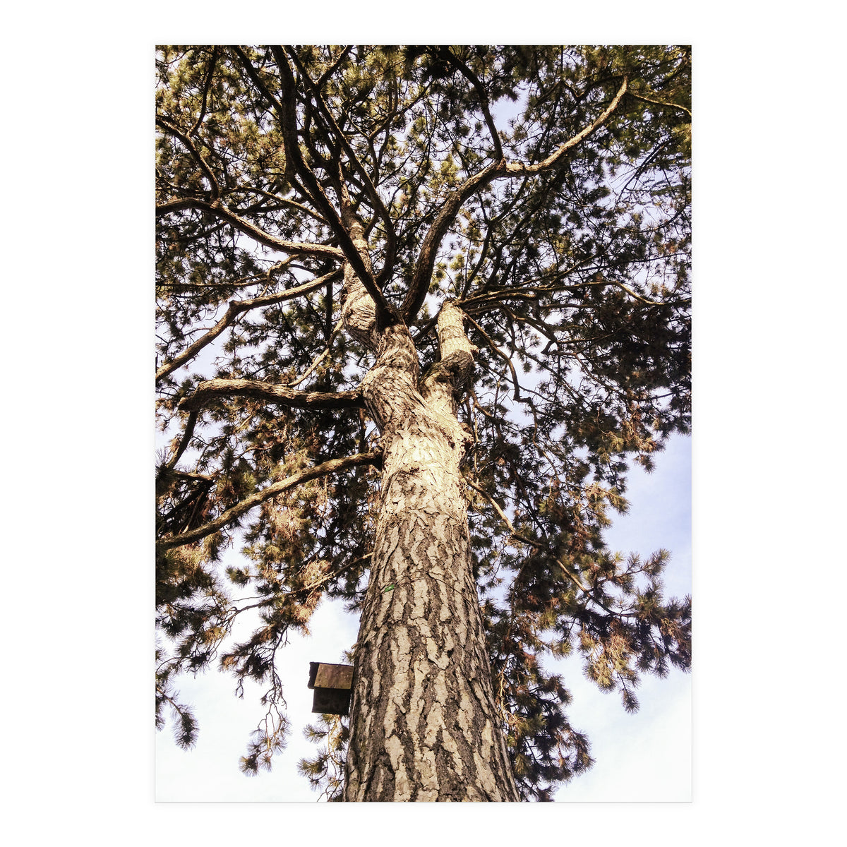 Bucolism 6 (Print Only)