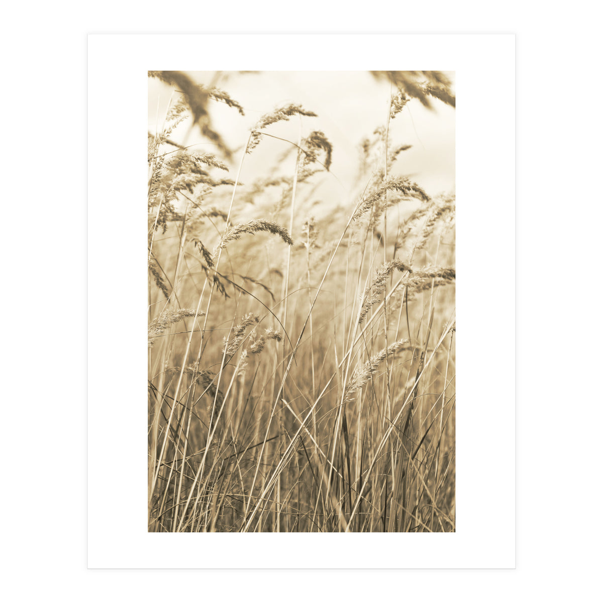 Grass (Print Only)