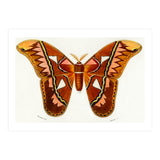 Attacus Atlas Moth illustrated  (Print Only) thumbnail