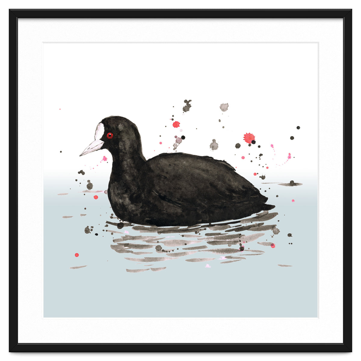 Common coot