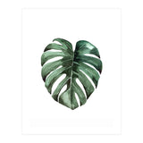 Botanical Illustration Monstera Deliciosa (Print Only) thumbnail
