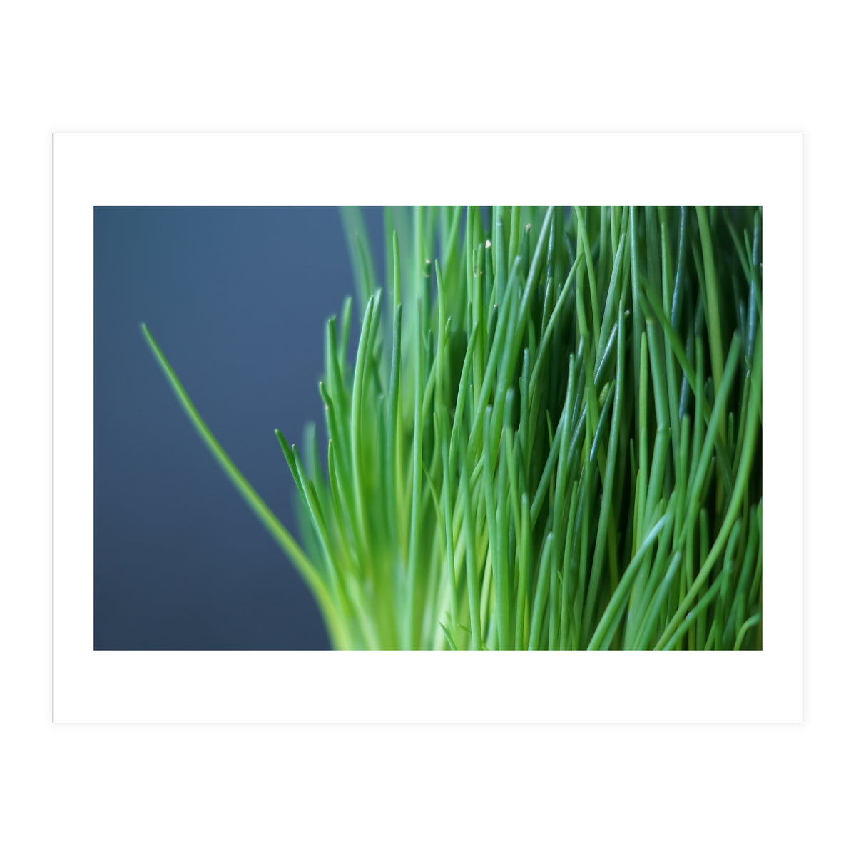Chives (Print Only)
