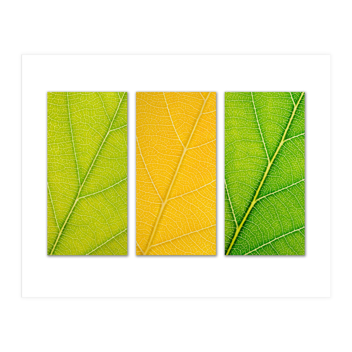 Autumn Leaves (Print Only)