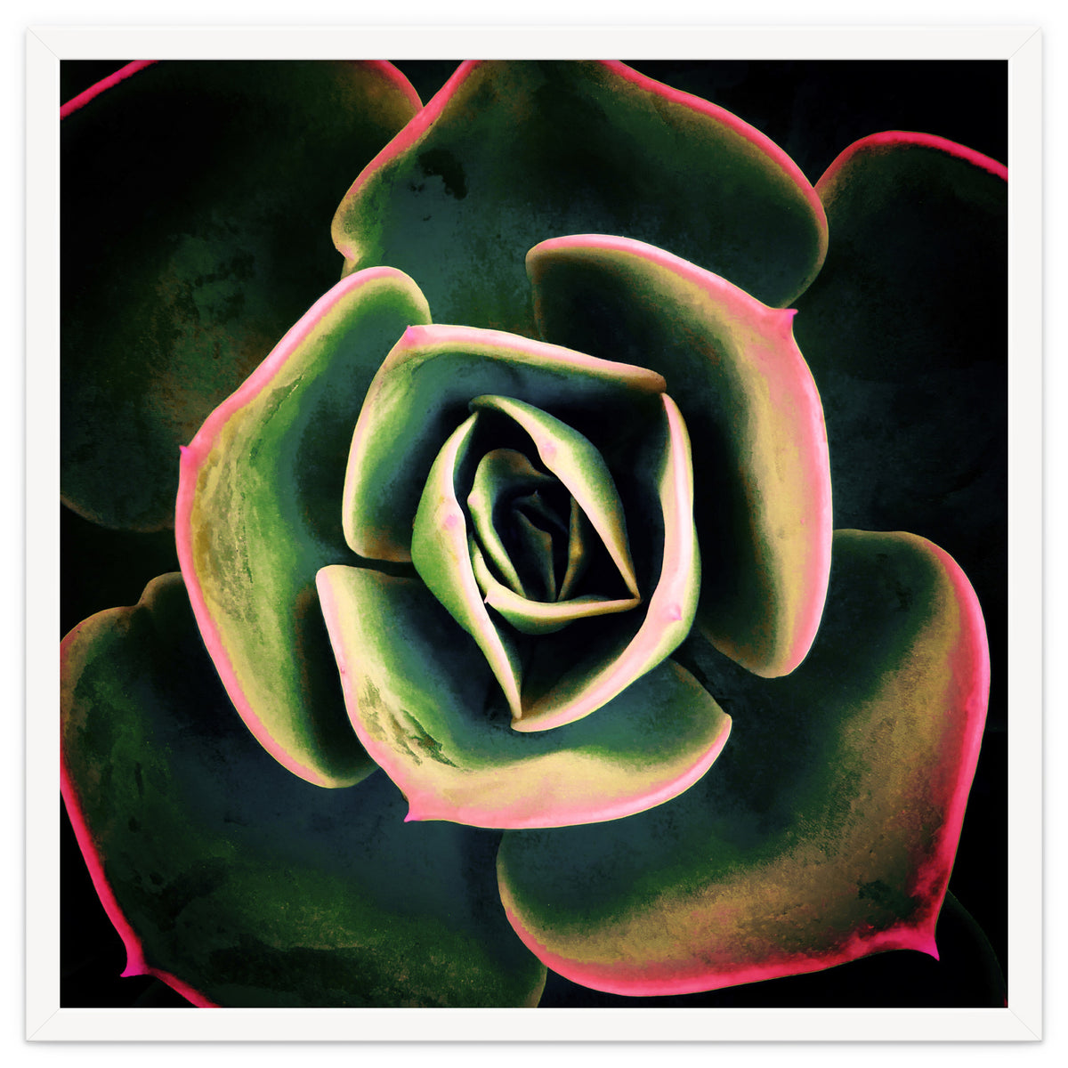 DARKSIDE OF SUCCULENTS XV