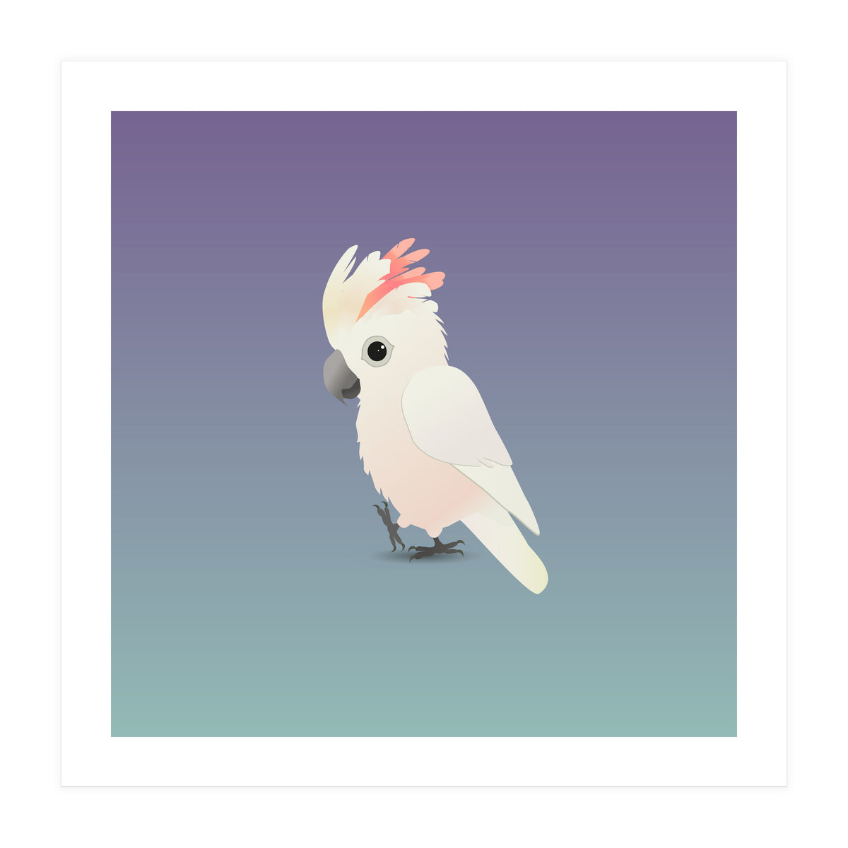 Salmon-crested cockatoo (Print Only)