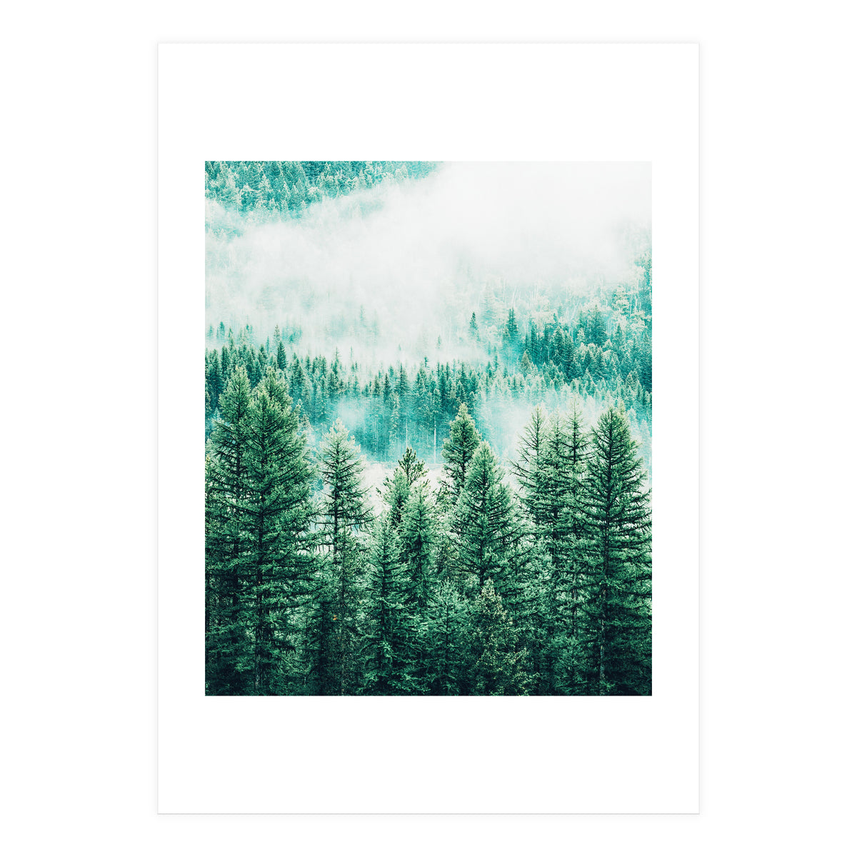 Forest And Fog (Print Only)