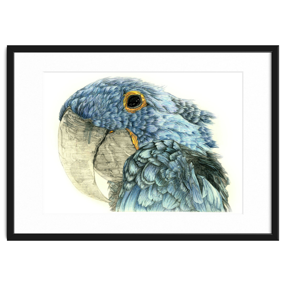 Blue Parrot