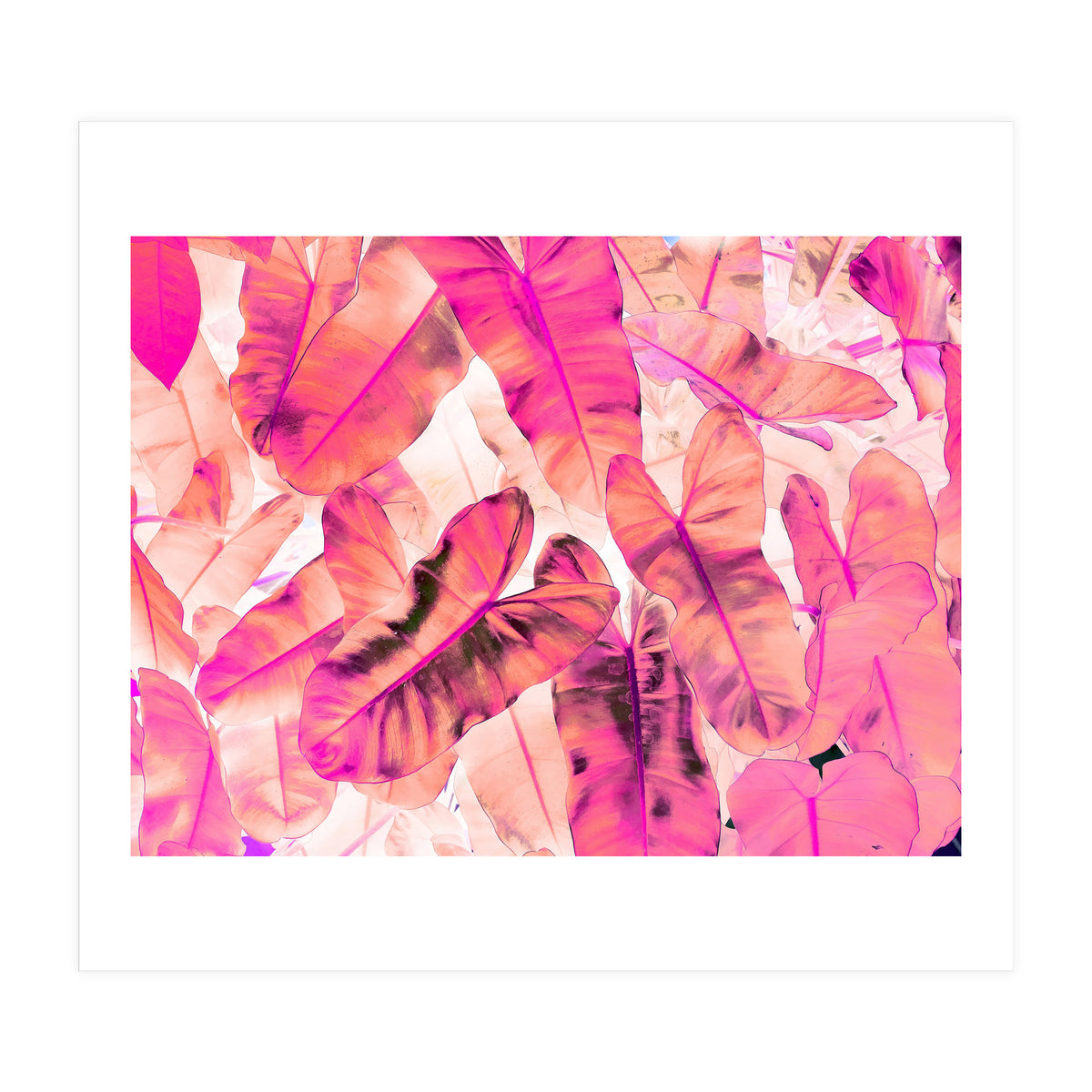 Pink Nirvana (Print Only)