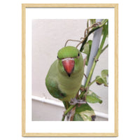 Attractive Indian Parrot