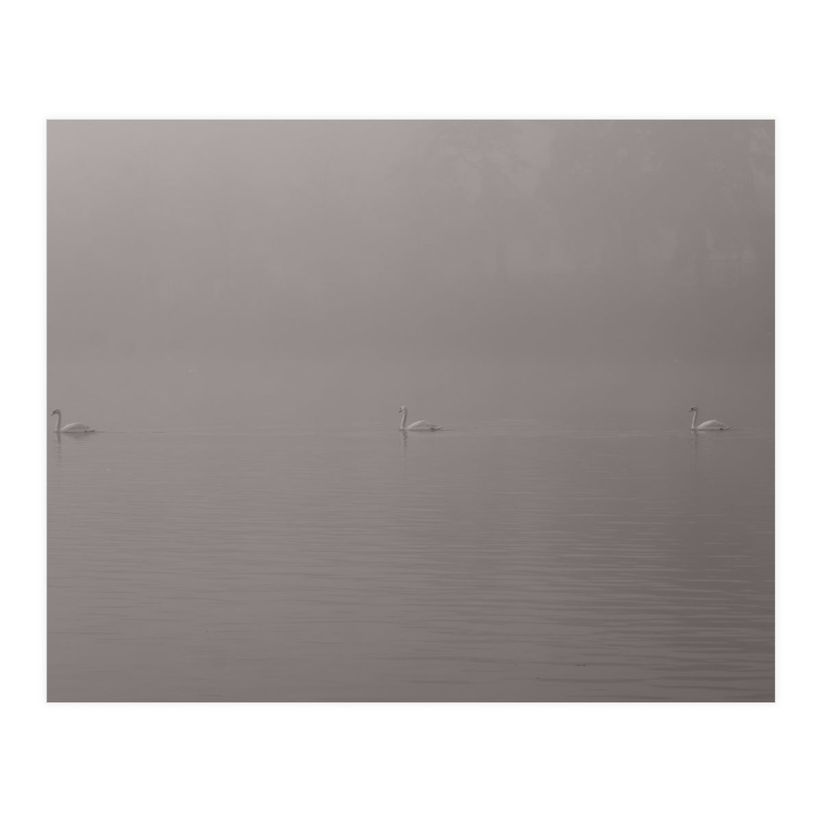 Swans in the mist (Print Only)