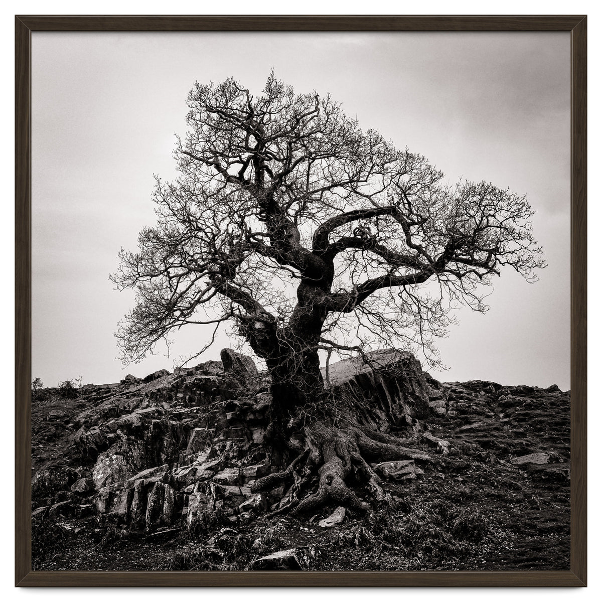 Gnarled Tree