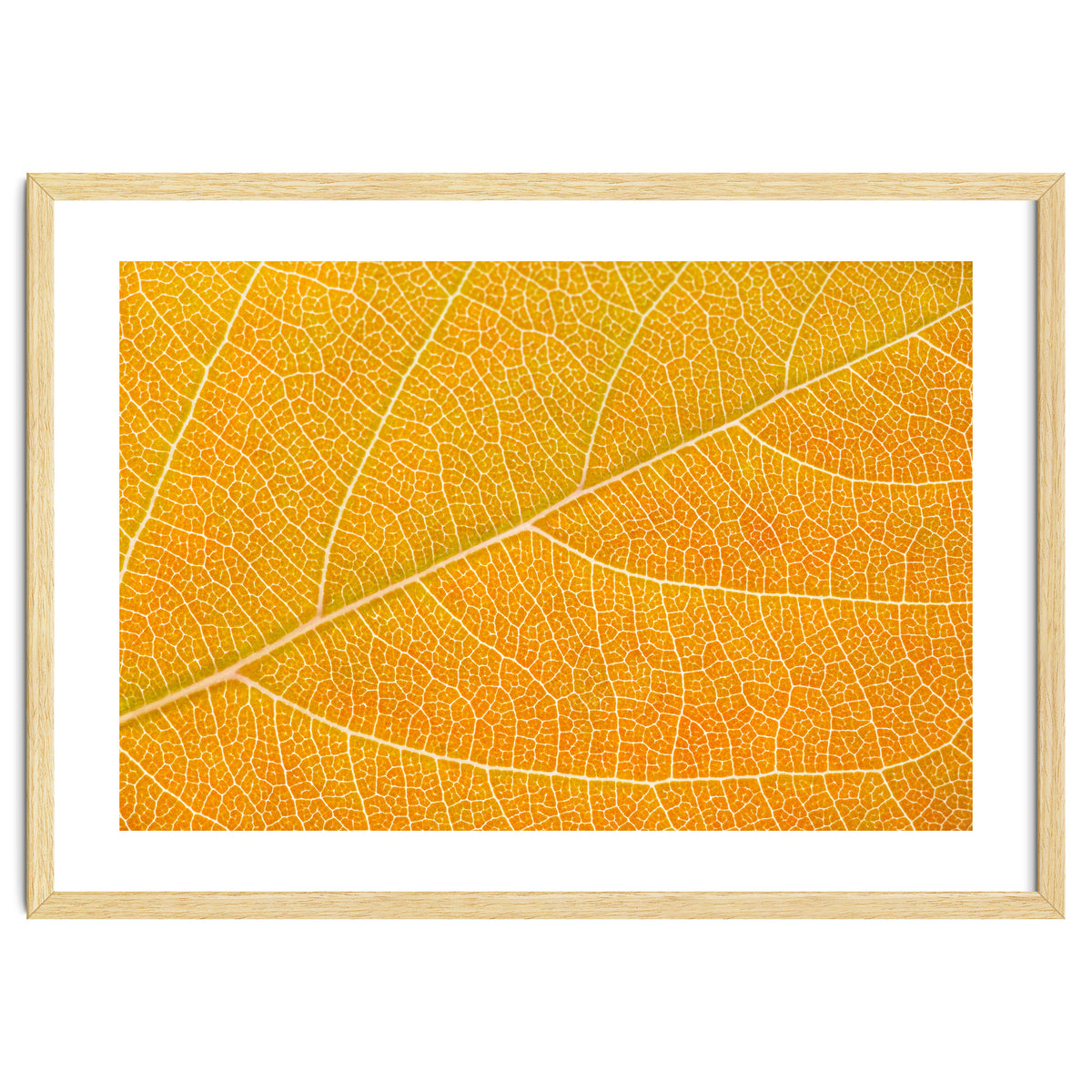 Autumn Leaf