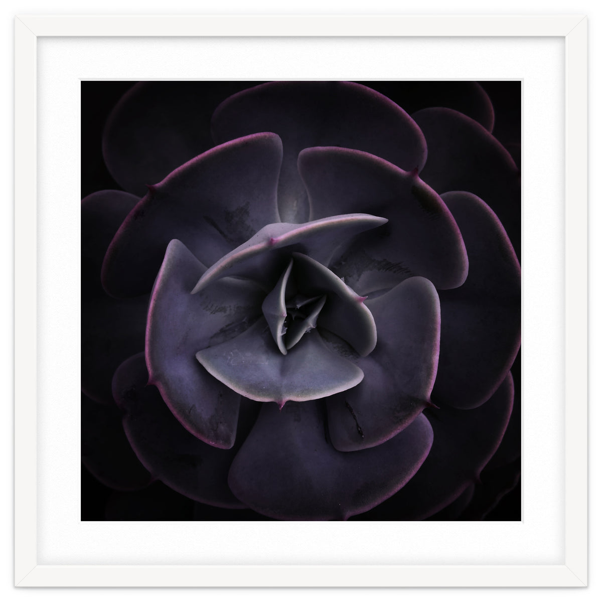 DARKSIDE OF SUCCULENTS VIII