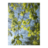 Wellbeing (Print Only) thumbnail