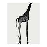 Giraffe  (Print Only) thumbnail