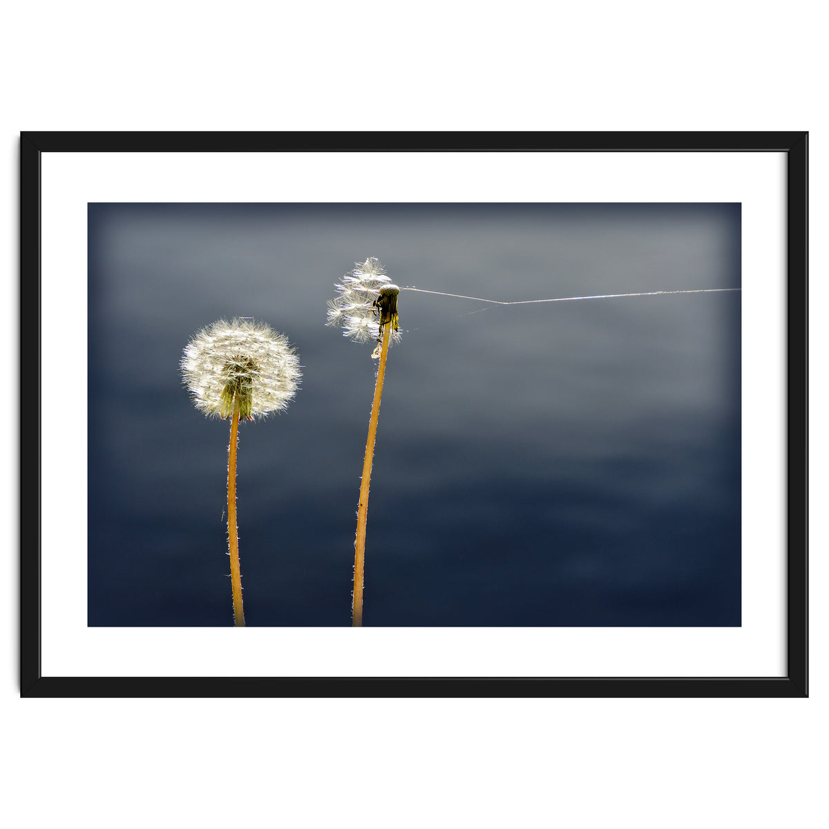 Common dandelions