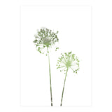 Olive Green Dandelion (Print Only) thumbnail