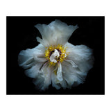 Backyard Flowers 49 Color Version (Print Only) thumbnail