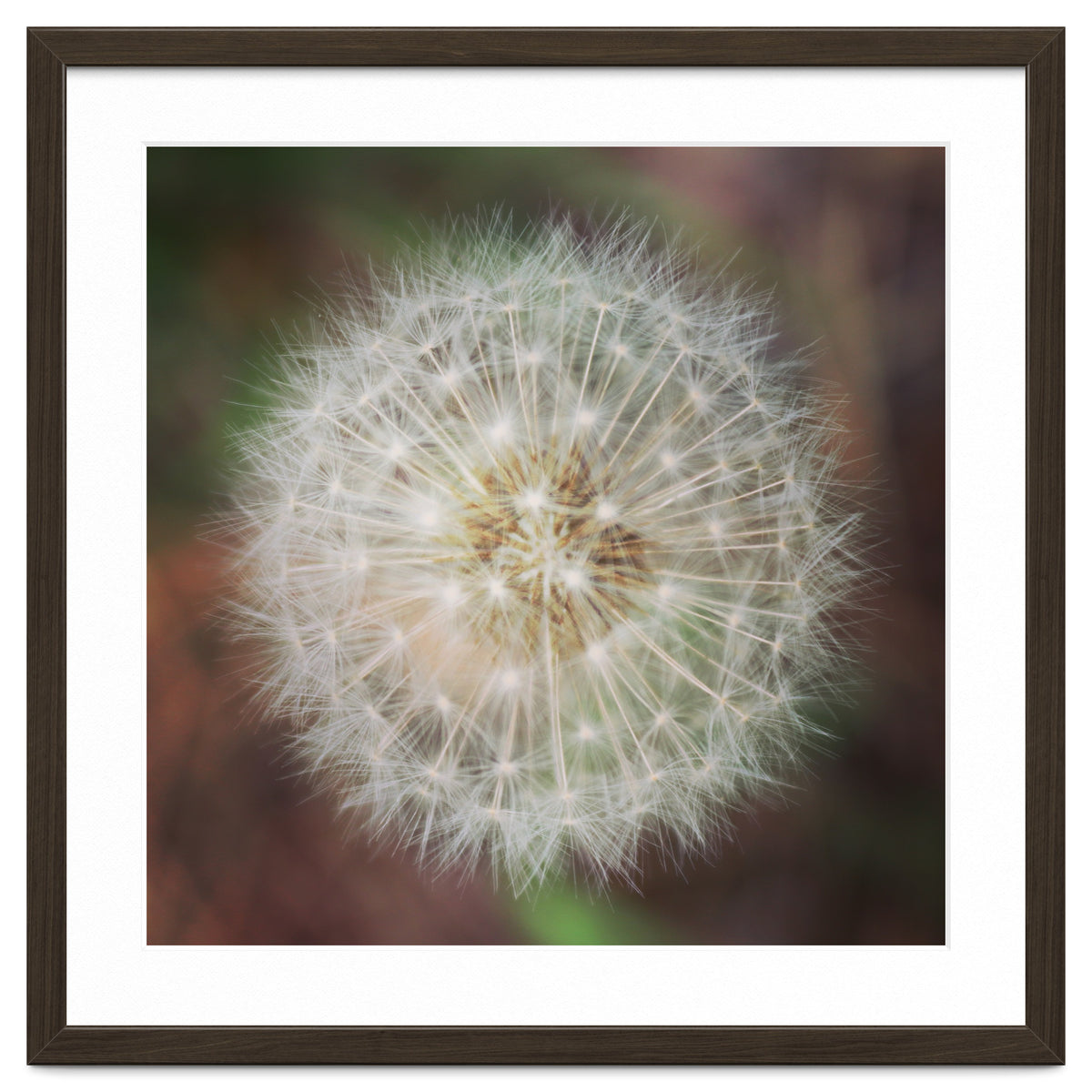 dandelion clock