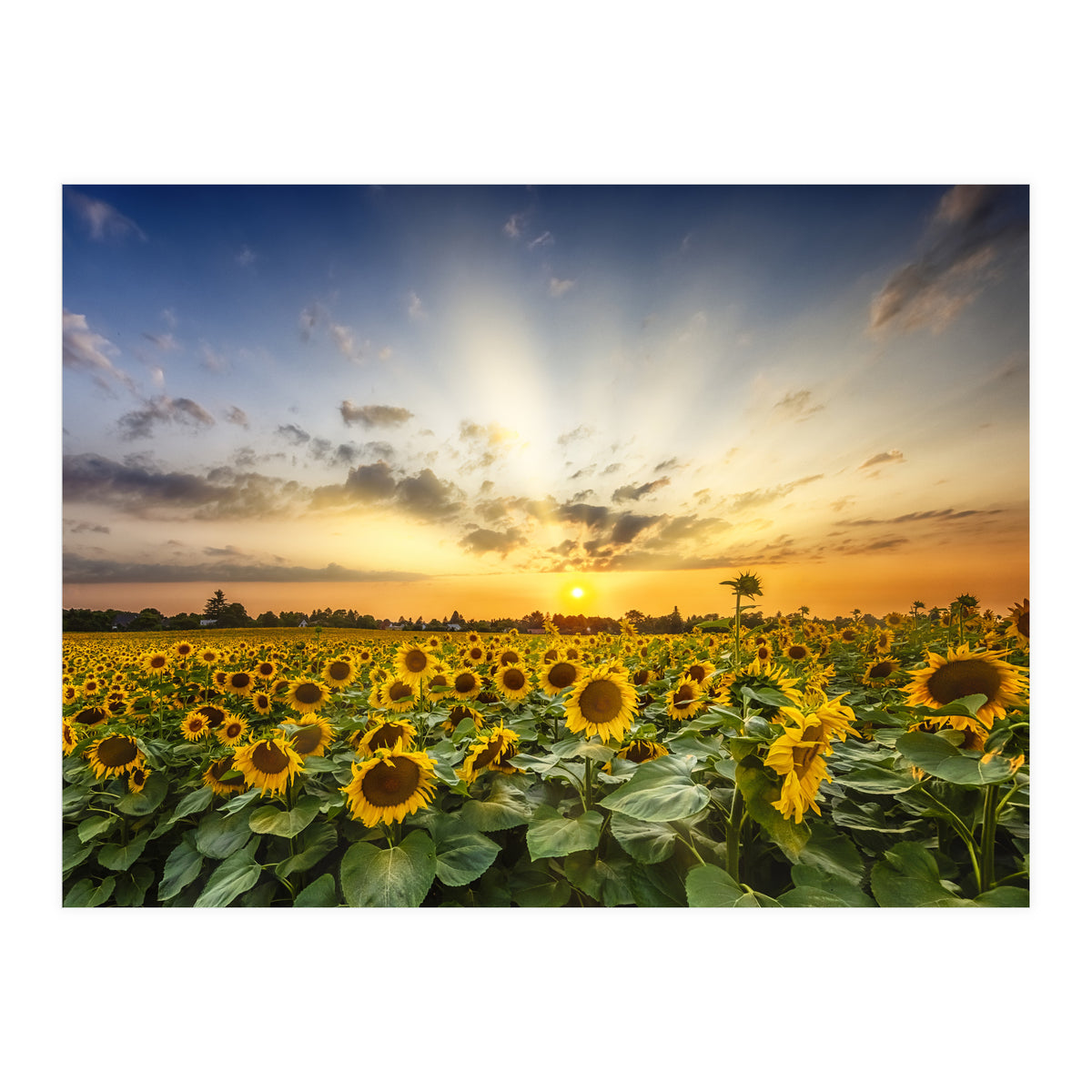 Sunflower field in the evening  (Print Only)