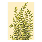 Fern (Print Only) thumbnail