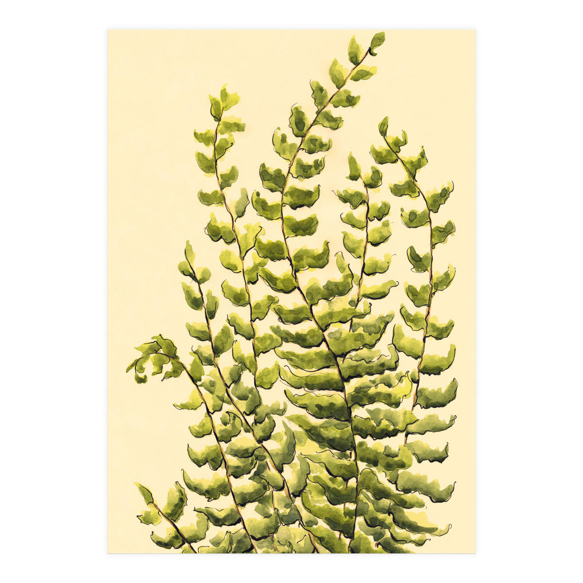 Fern (Print Only)
