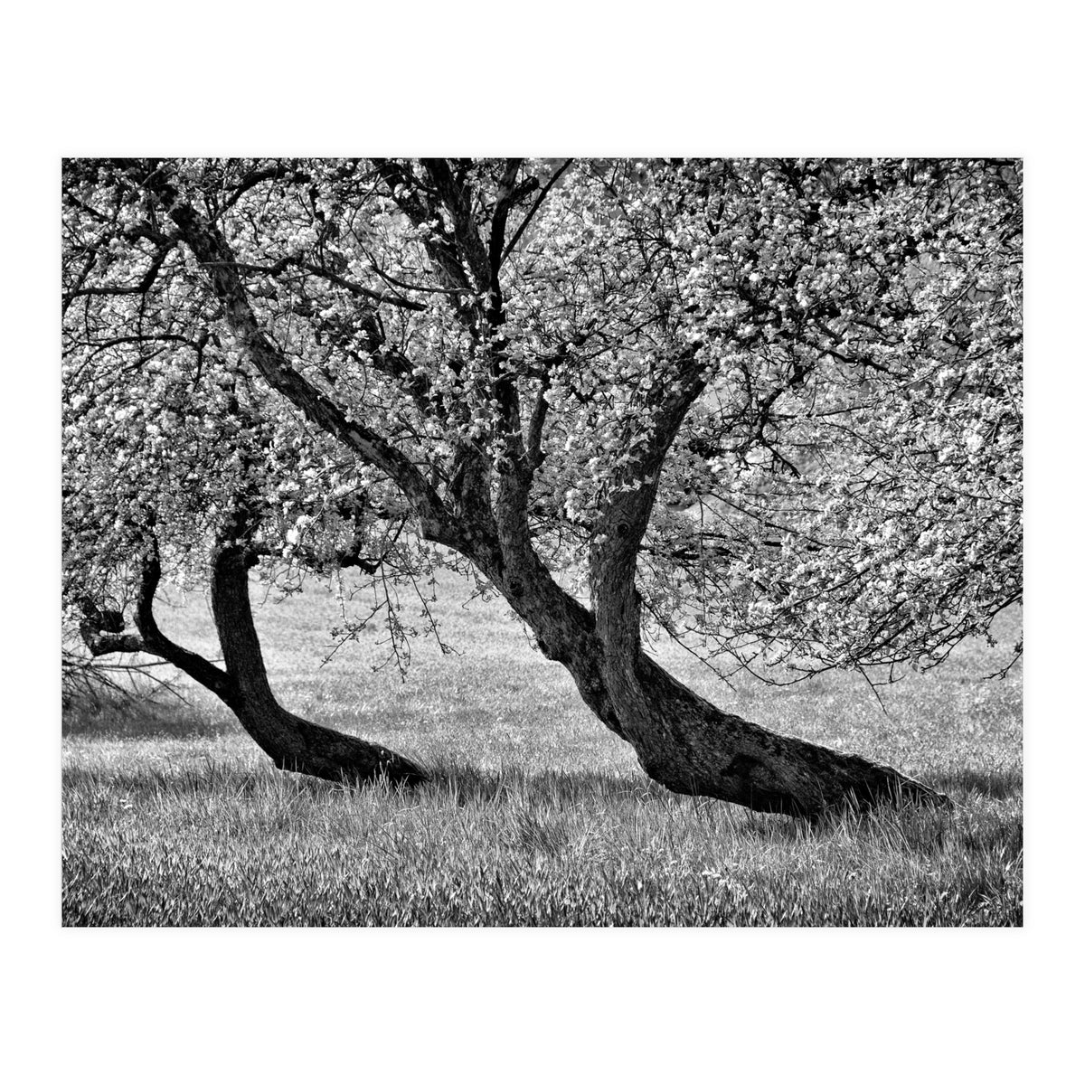 Bend over (Print Only)