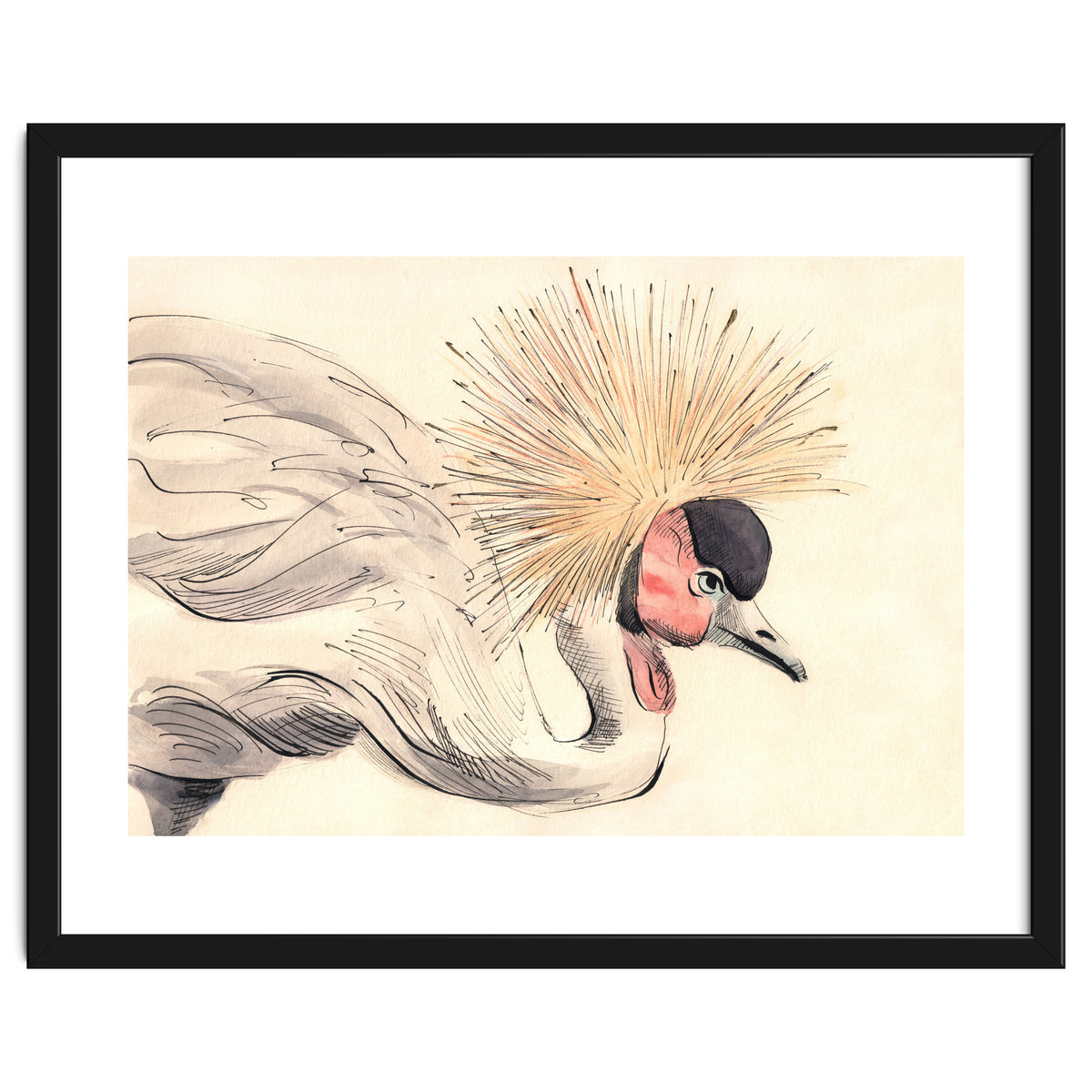 Crowned Crane
