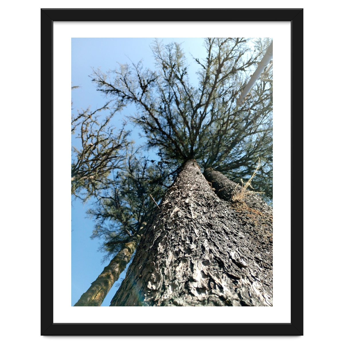 Ataraxia - Tree Series 1